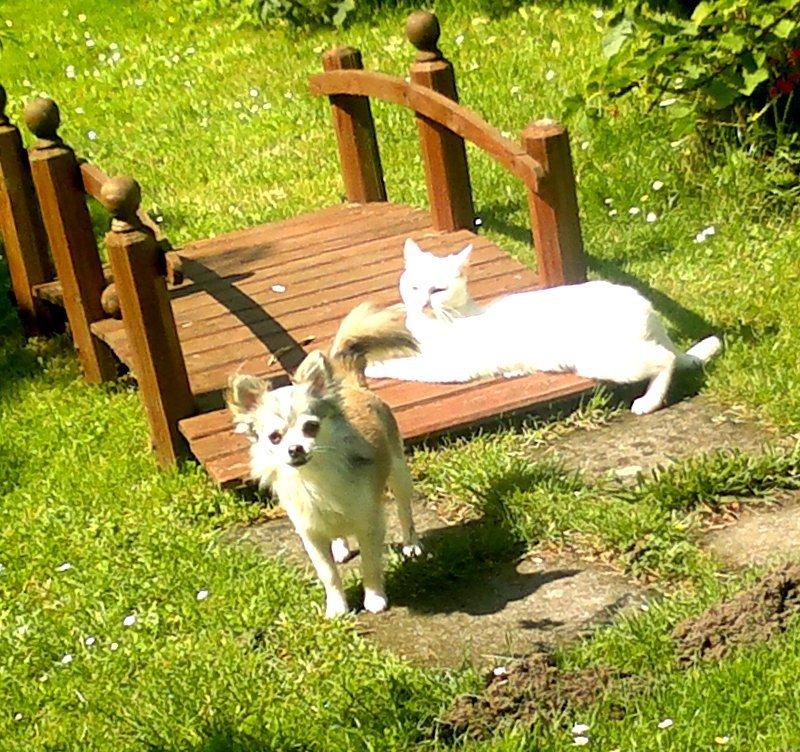 Chihuahua El Gardo (Carlo) billede 16