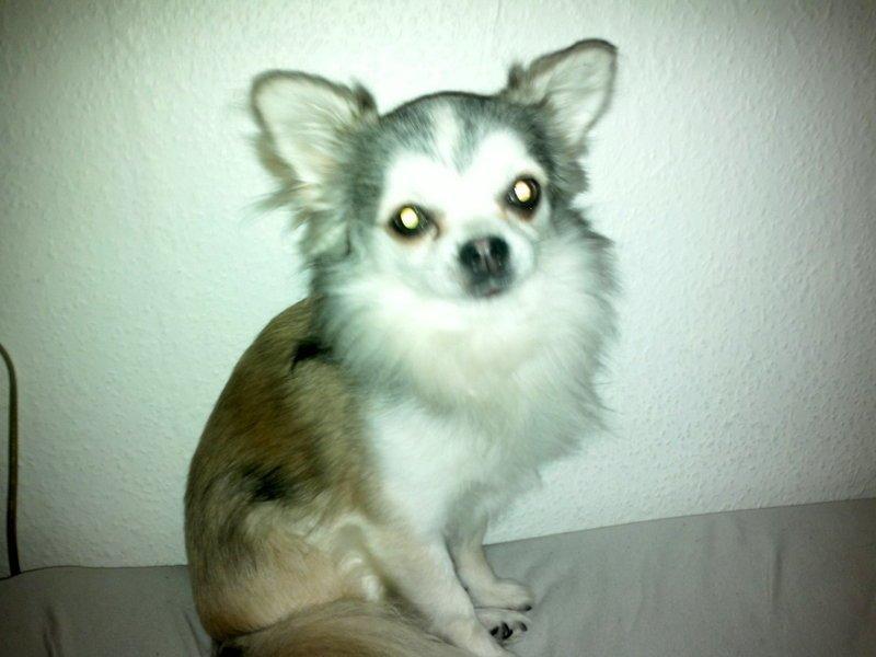 Chihuahua El Gardo (Carlo) billede 17