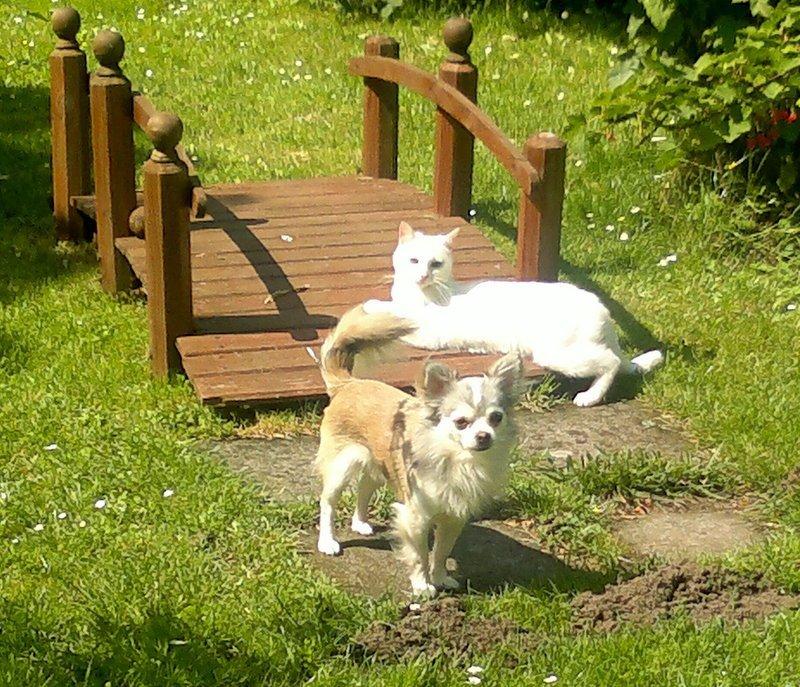 Chihuahua El Gardo (Carlo) billede 18