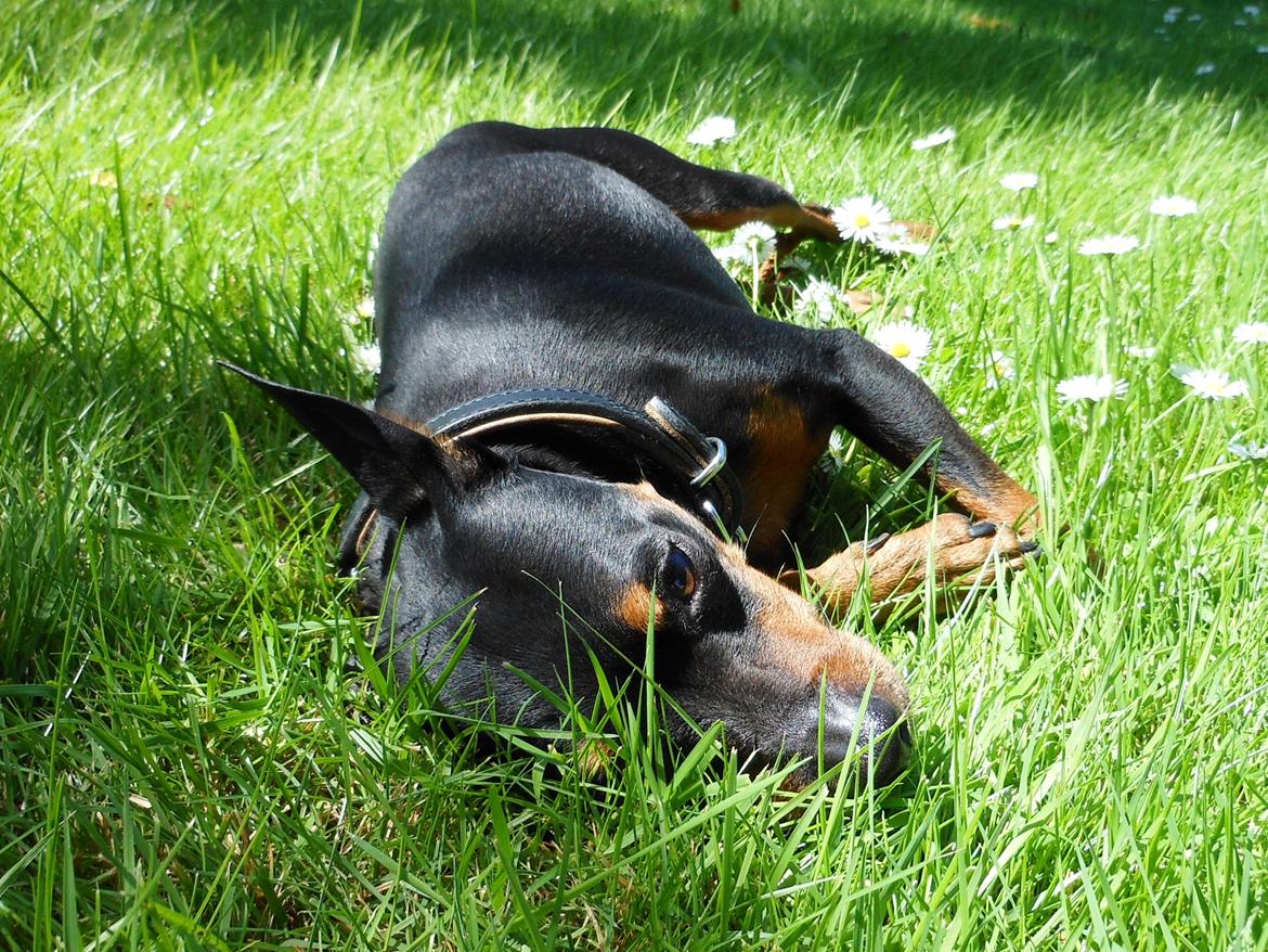 Dvaergpinscher King (2003 - 2016) billede 14