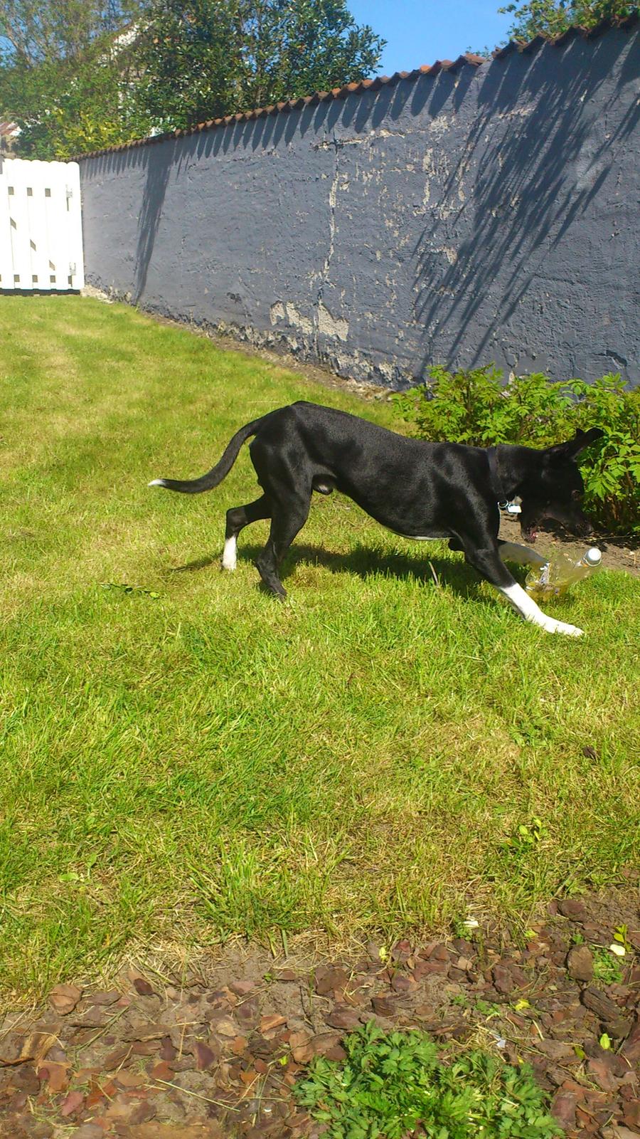 Blanding af racer Tino billede 7