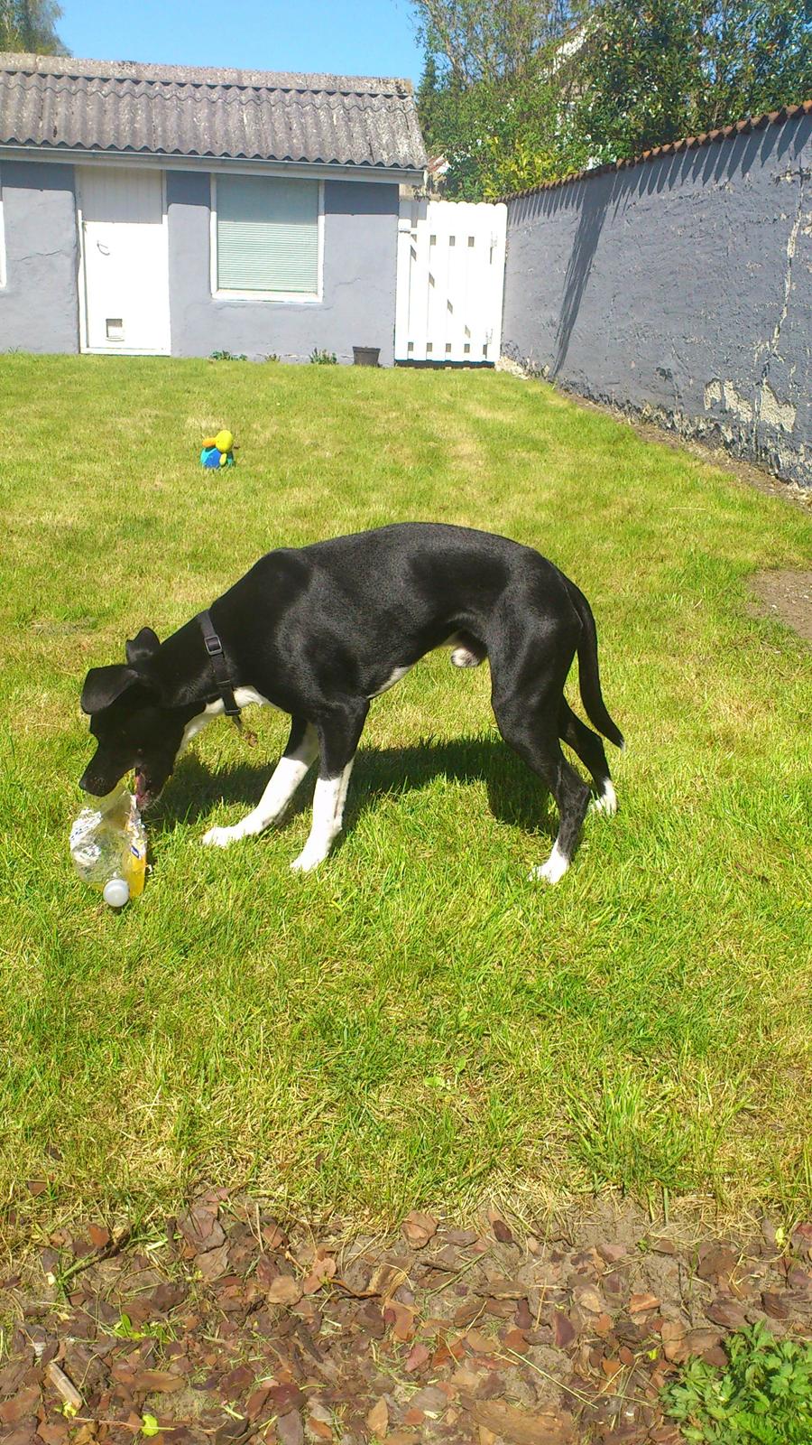 Blanding af racer Tino billede 8