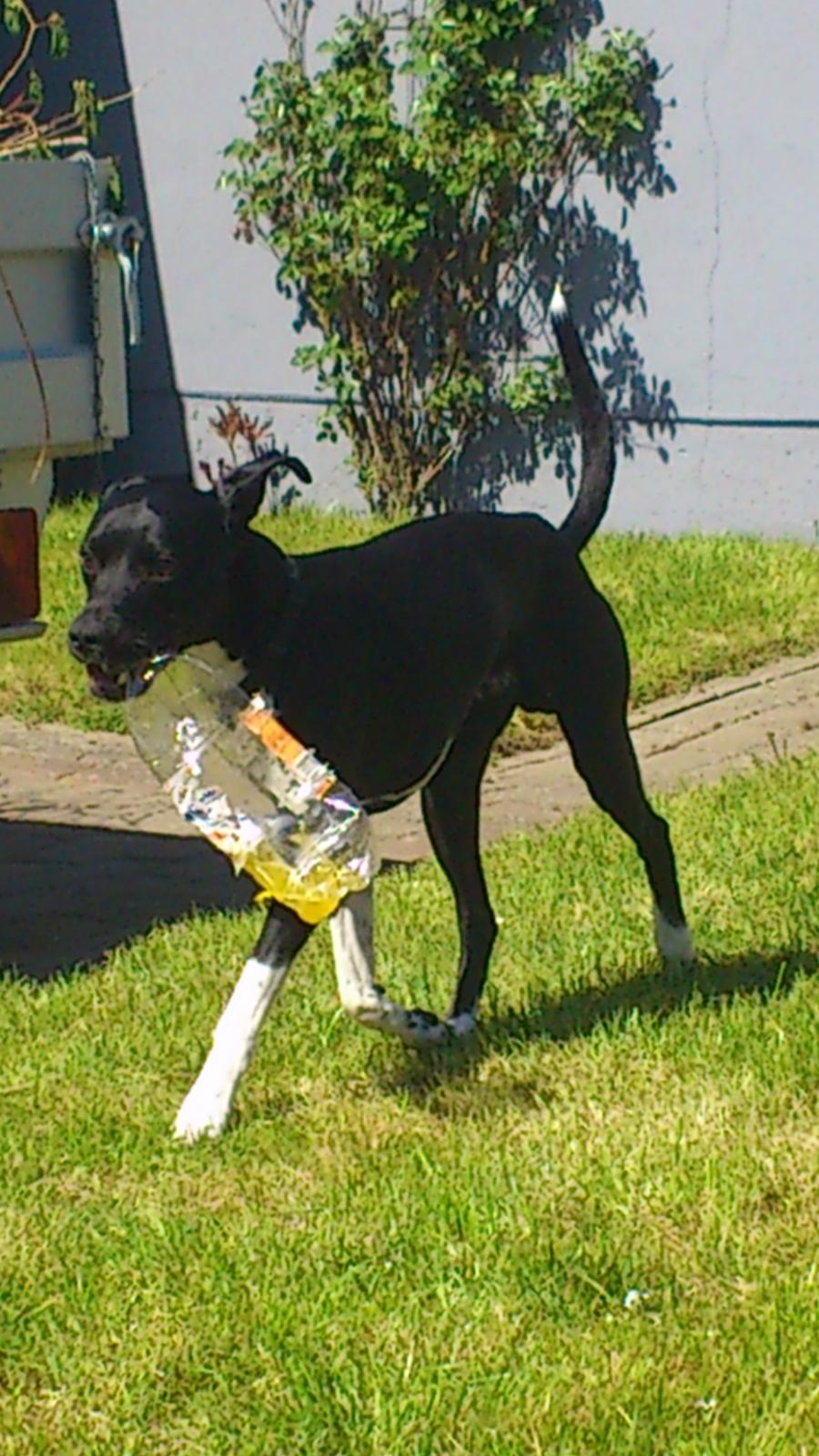 Blanding af racer Tino billede 9