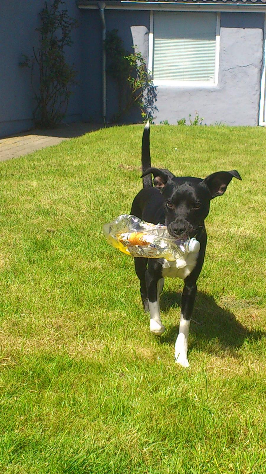 Blanding af racer Tino billede 10