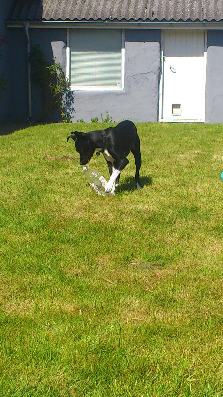 Blanding af racer Tino billede 11