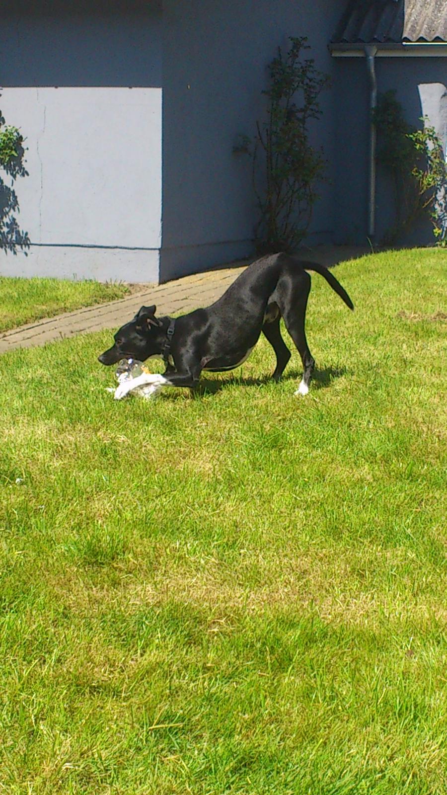 Blanding af racer Tino billede 12