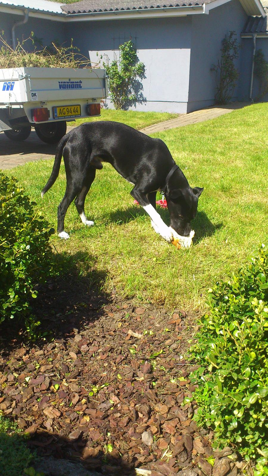 Blanding af racer Tino billede 13