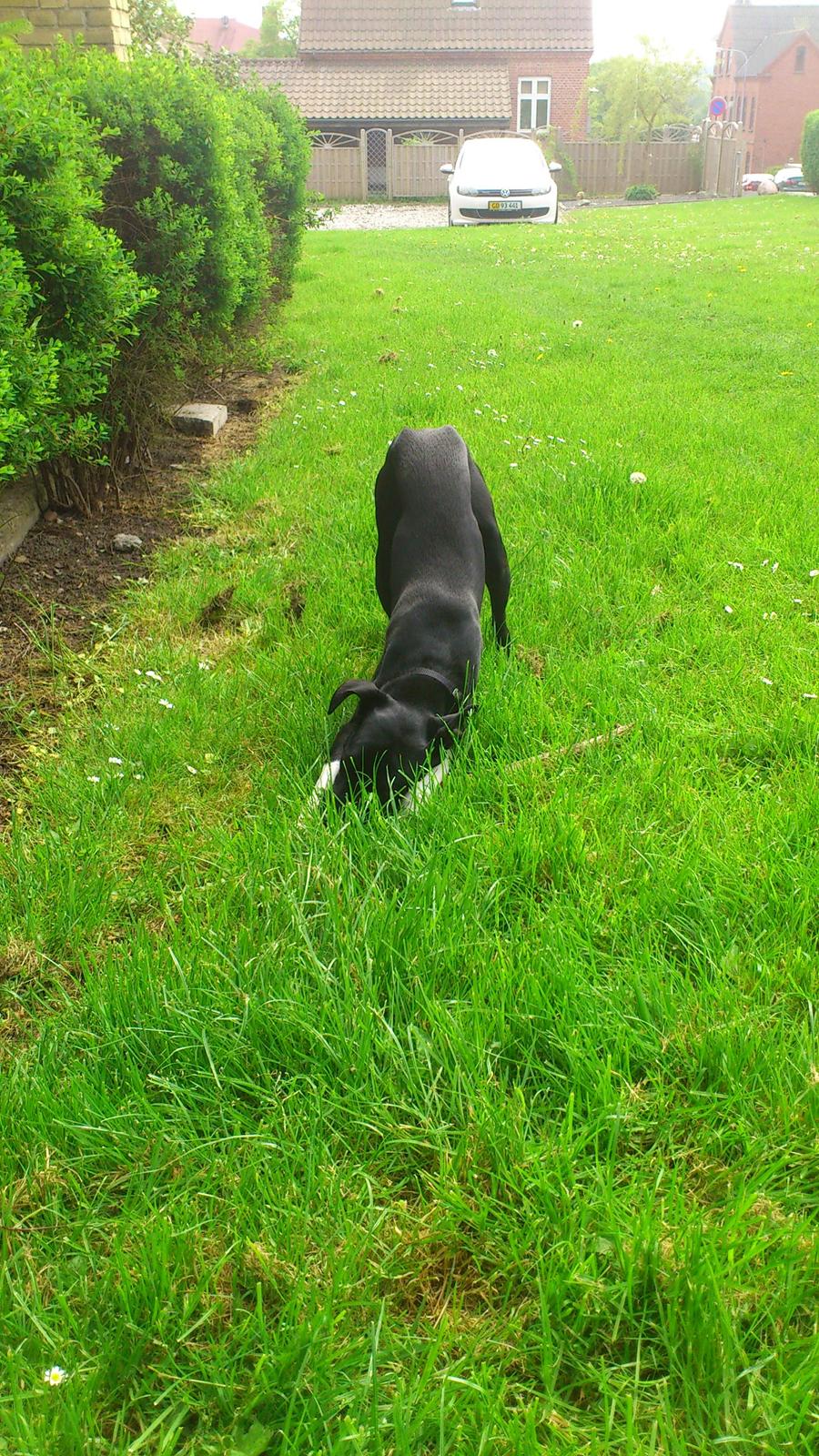 Blanding af racer Tino billede 14