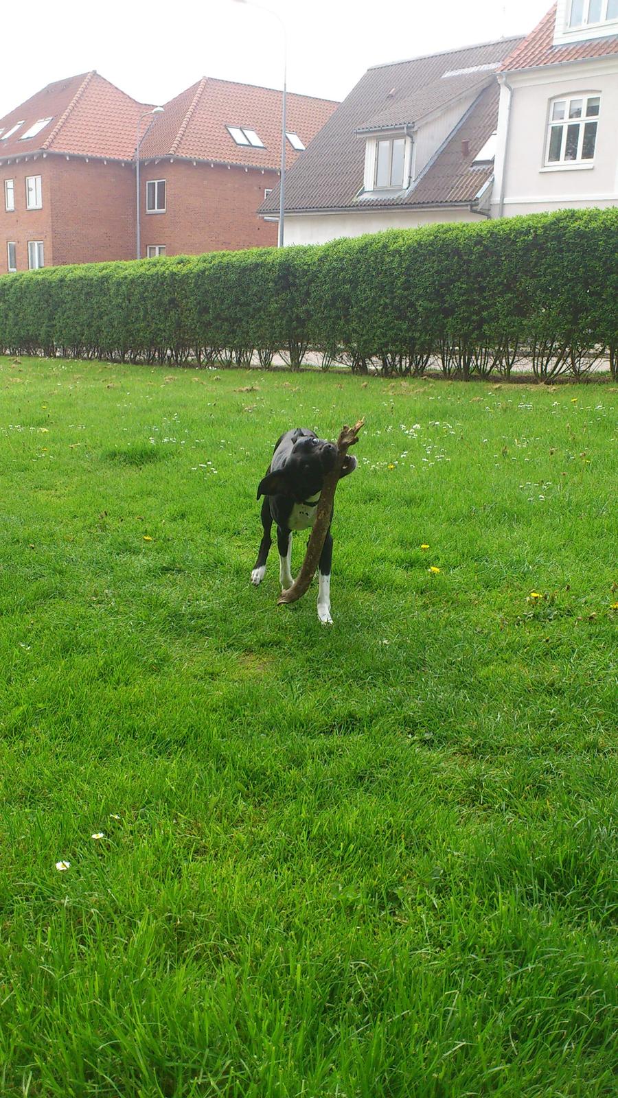 Blanding af racer Tino billede 15