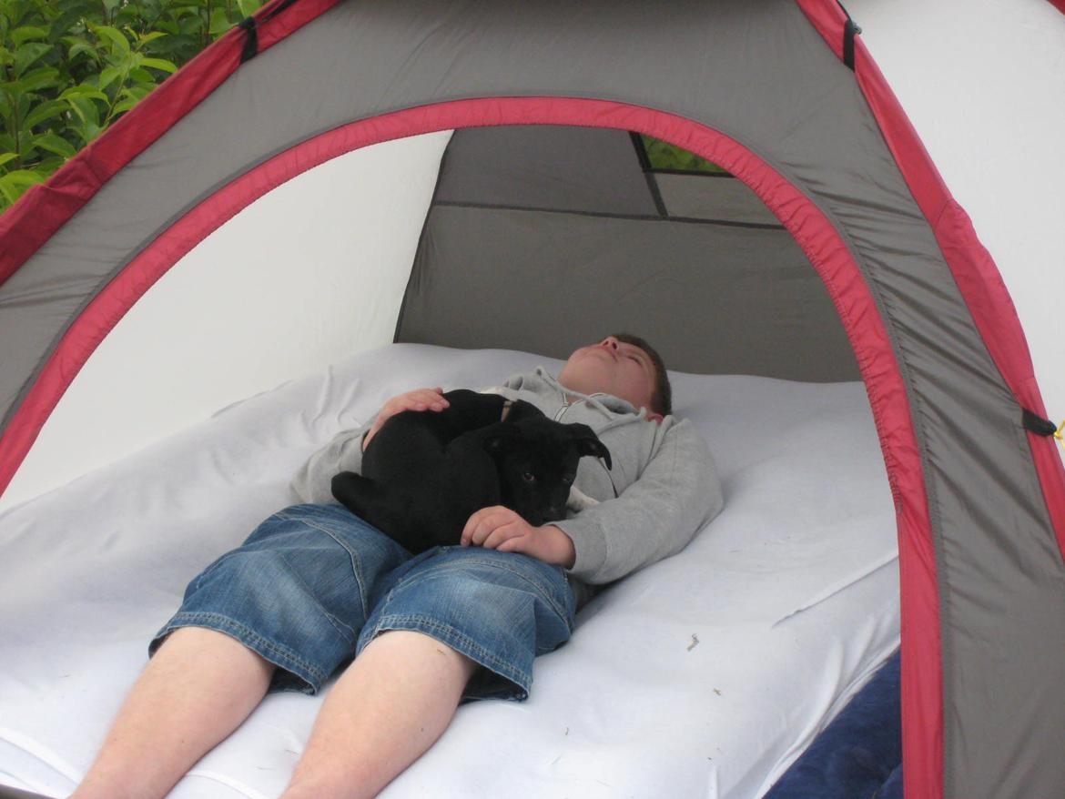 Blanding af racer Tino billede 19