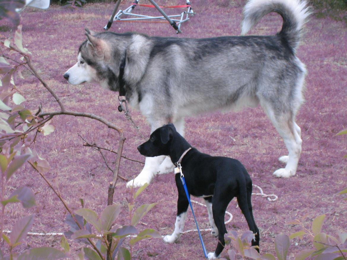 Blanding af racer Tino billede 18