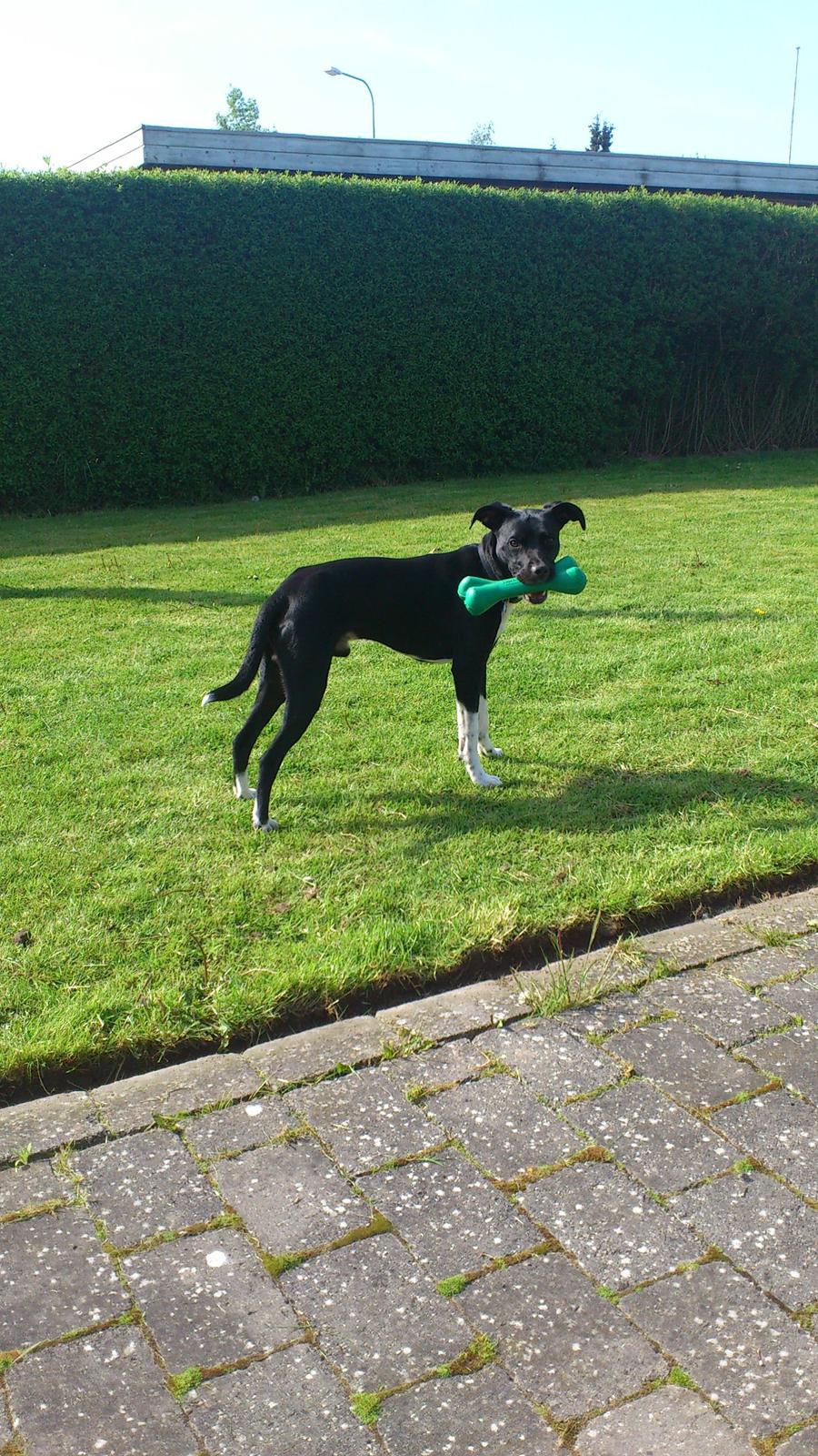 Blanding af racer Tino billede 1