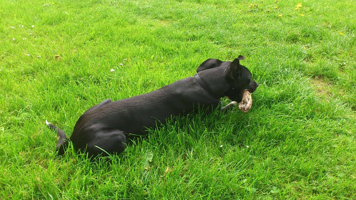 Blanding af racer Tino billede 17