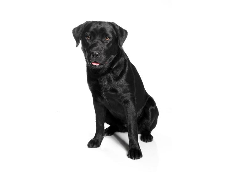 Labrador retriever Tess billede 1
