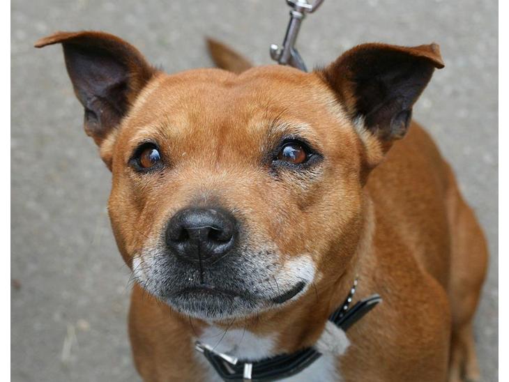 Staffordshire bull terrier (engelsk)Ginger <3 <3 <3 R.I.P <3 <3 <3 - Et af de sidste billeder af min engel.. billede 1