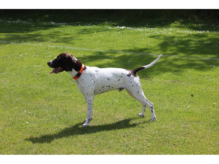 Gammel dansk hønsehund rofus <3 billede 1