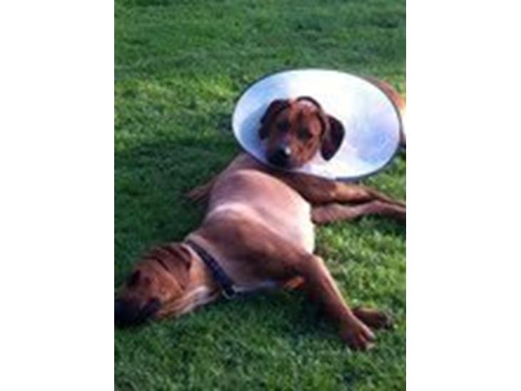 {{currentPhoto.altText}} billede {{currentPhoto.number}}