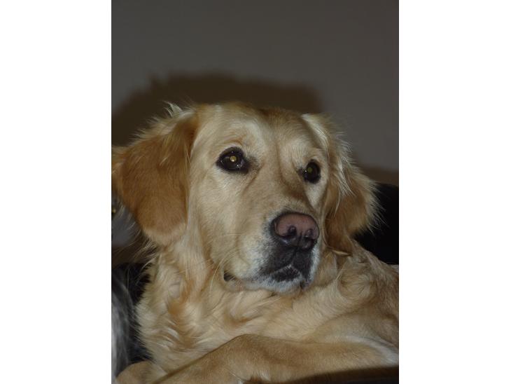 Golden retriever Melba billede 1