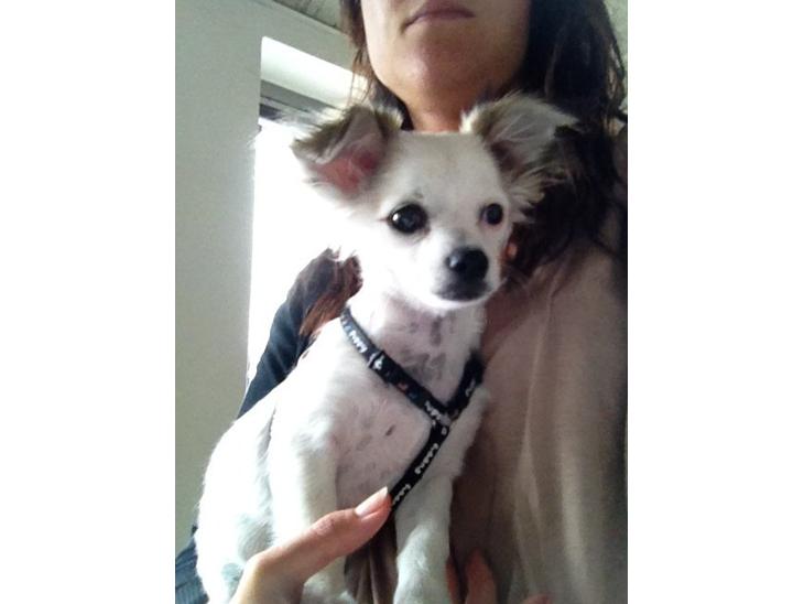 Chihuahua Mojo billede 1