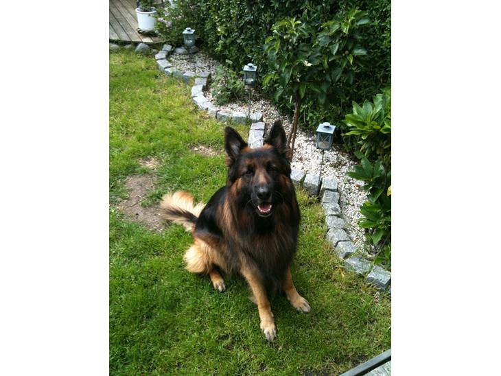 Schæferhund bonzo billede 1