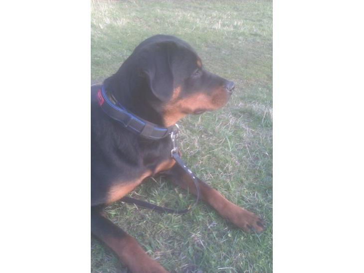 Rottweiler milla billede 1