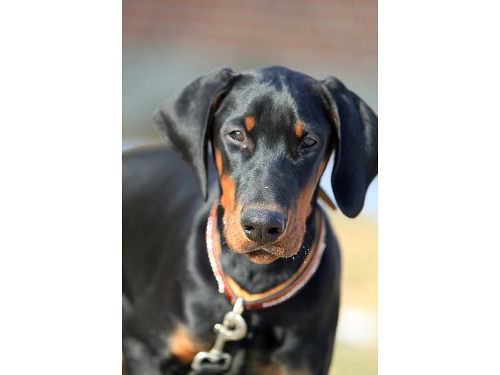 {{currentPhoto.altText}} billede {{currentPhoto.number}}