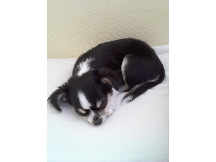Chihuahua Buddha's Best Buddie <3 billede 1