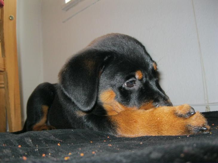 Rottweiler Amy (Solgt) billede 1