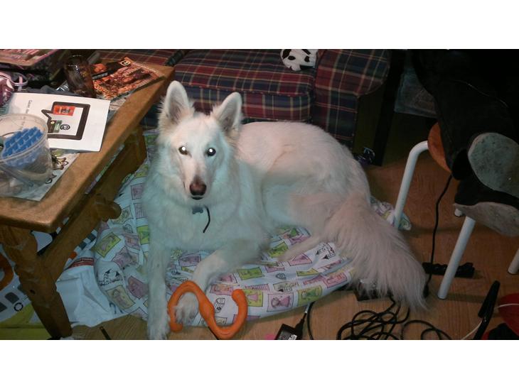 {{currentPhoto.altText}} billede {{currentPhoto.number}}