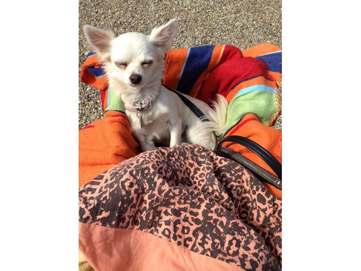 {{currentPhoto.altText}} billede {{currentPhoto.number}}