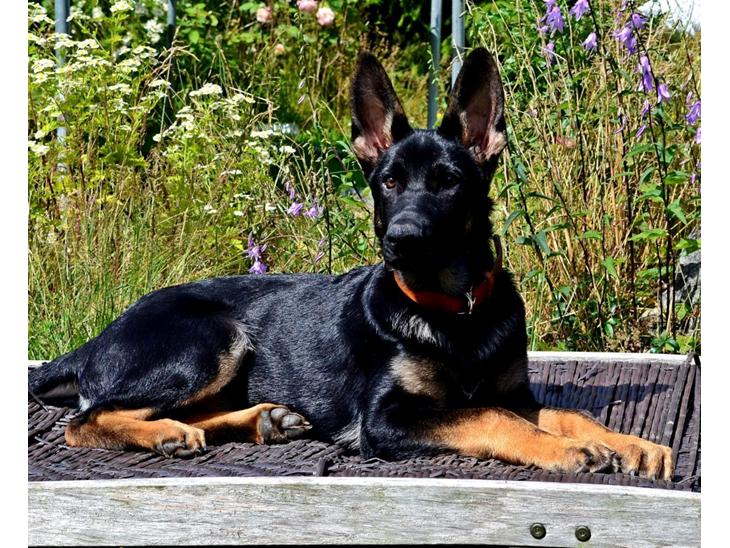 {{currentPhoto.altText}} billede {{currentPhoto.number}}