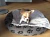 Chihuahua Albert