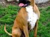 Boxer Carlos