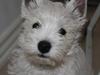 West highland white terrier Marley