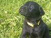 Labrador retriever Bella