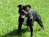 Staffordshire bull terrier Jackpot