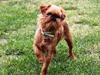 Griffon bruxellois Buti