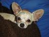 Chihuahua Kessler