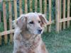 Golden retriever *-stald duk's-* sille<3