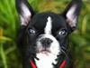 Fransk bulldog Bella Donna