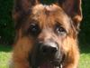 Schæferhund rino