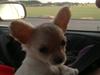 Chihuahua Chi-Royal`s Duchess Damaris