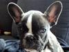 Fransk bulldog Tulle