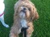 Shih tzu Mille