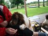 Engelsk springer spaniel Daco
