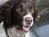 Engelsk springer spaniel Rollo [ Himmelhund]
