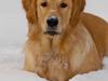 Golden retriever Scott