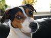 Jack russell terrier Travis [ Himmelhund]