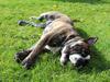Olde english bulldogge Kingston