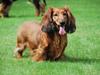 Gravhund Bastian / Basse [ Himmelhund]